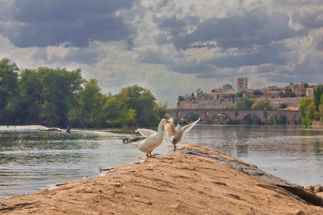 A Los Ojos Del Rio Duero Leilighet Zamora Eksteriør bilde